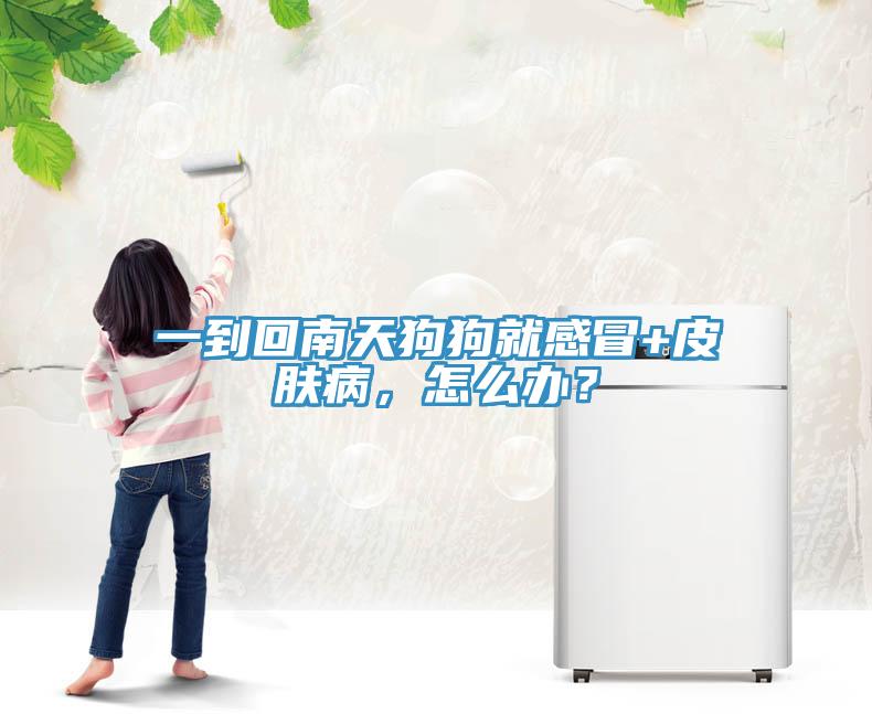 一到回南天狗狗就感冒+皮膚病，怎么辦？